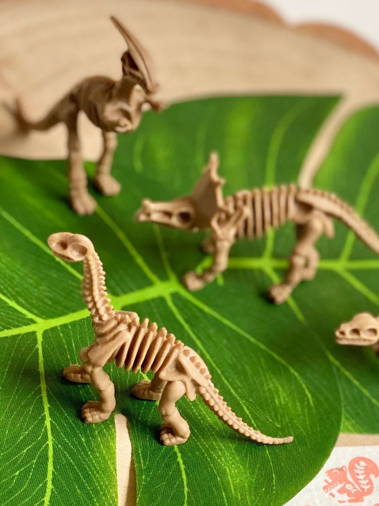 X3 Dinosaur Fossils